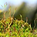 Moss. by wendyfrost