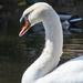 Solo Swan Detail by gardencat