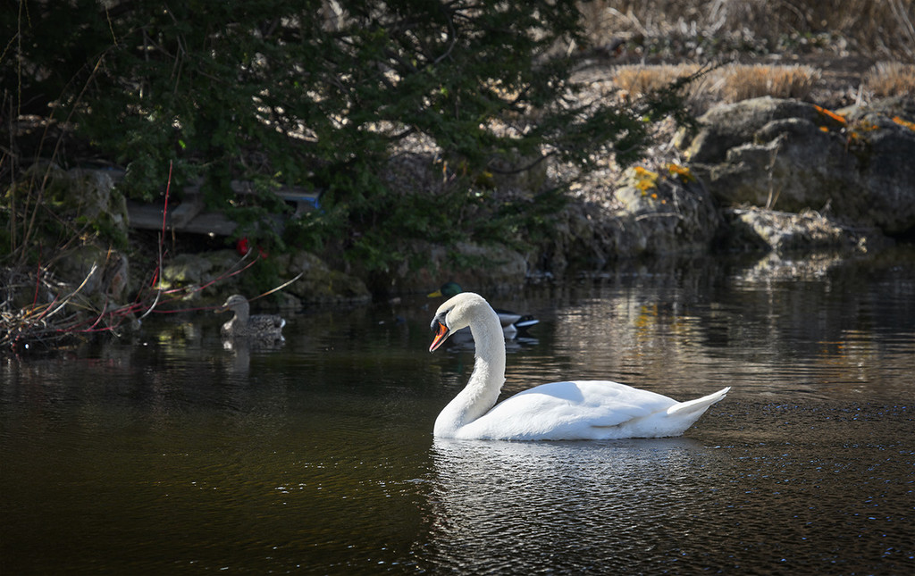 Solo Swan by gardencat