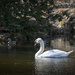 Solo Swan by gardencat