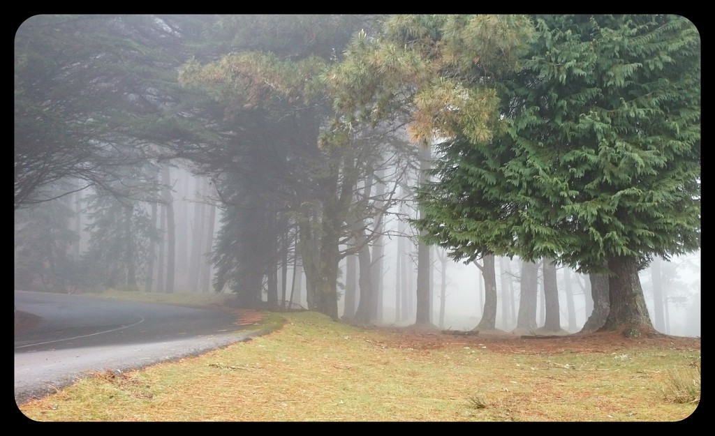 Eerie Trees, Madeira  by carolmw