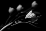 13th Mar 2016 - 2016-03-13 white tulips
