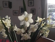 6th Mar 2016 - Narcissi