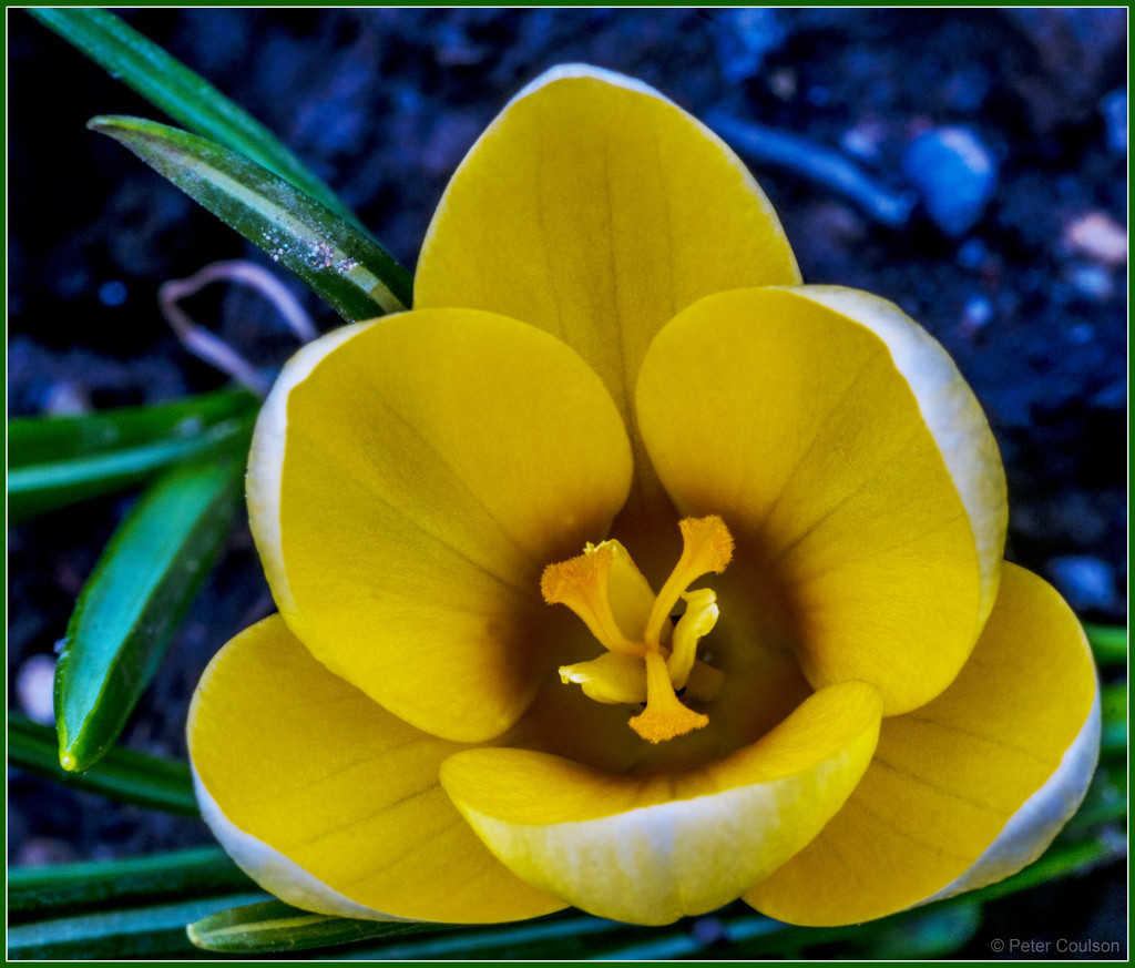 Yellow Flower by pcoulson