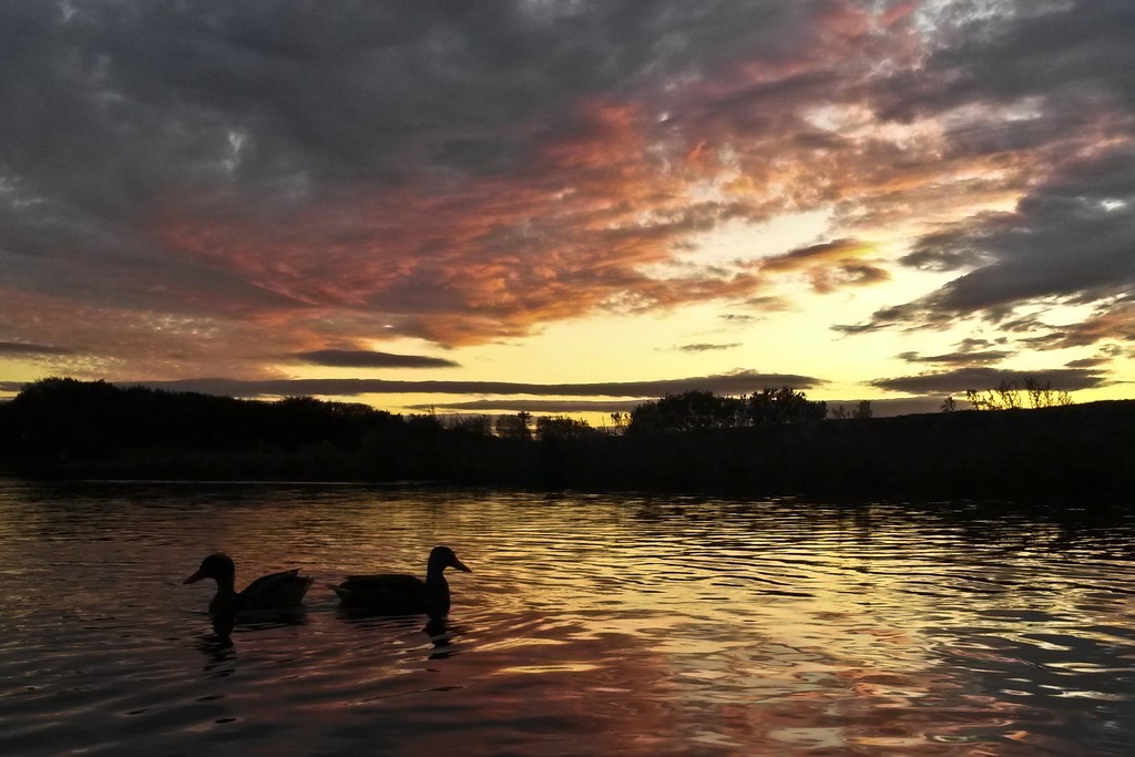 Ducks on High-Rid Reservoir. by gamelee