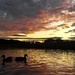 Ducks on High-Rid Reservoir. by gamelee