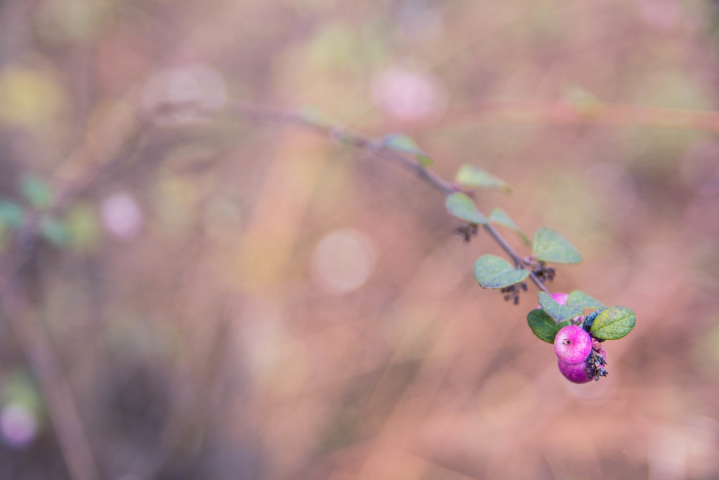 pink berries #260 by ricaa
