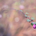 pink berries #260 by ricaa