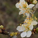 Wild plum blossom by flowerfairyann