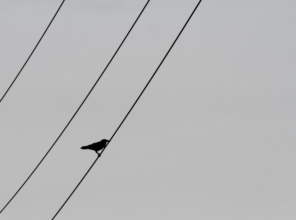 Blackbird by spectrum