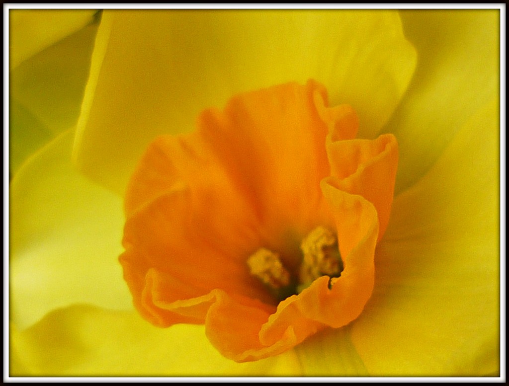 Narcissi by countrylassie