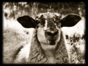 13th Mar 2016 - pet lamb