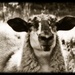 pet lamb by yorkshirekiwi
