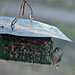 Tufted Titmouse  by mej2011