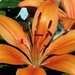 Asiatic Lily by gaylewood