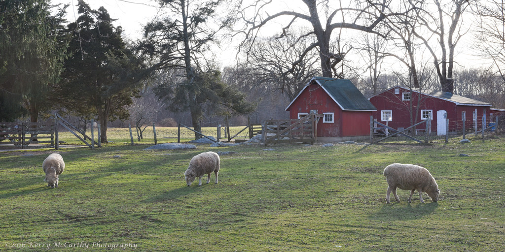 Late day at the sheep farm by mccarth1