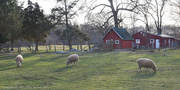 12th Mar 2016 - Late day at the sheep farm