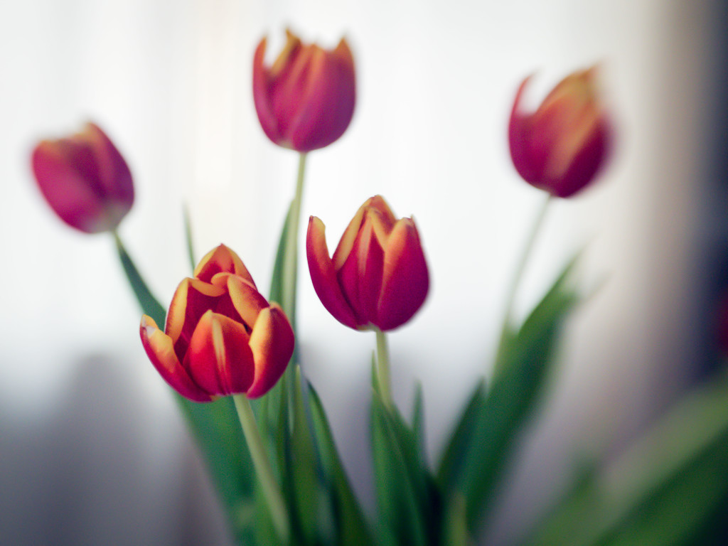 Tulips by rosiekerr