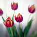 Tulips by rosiekerr