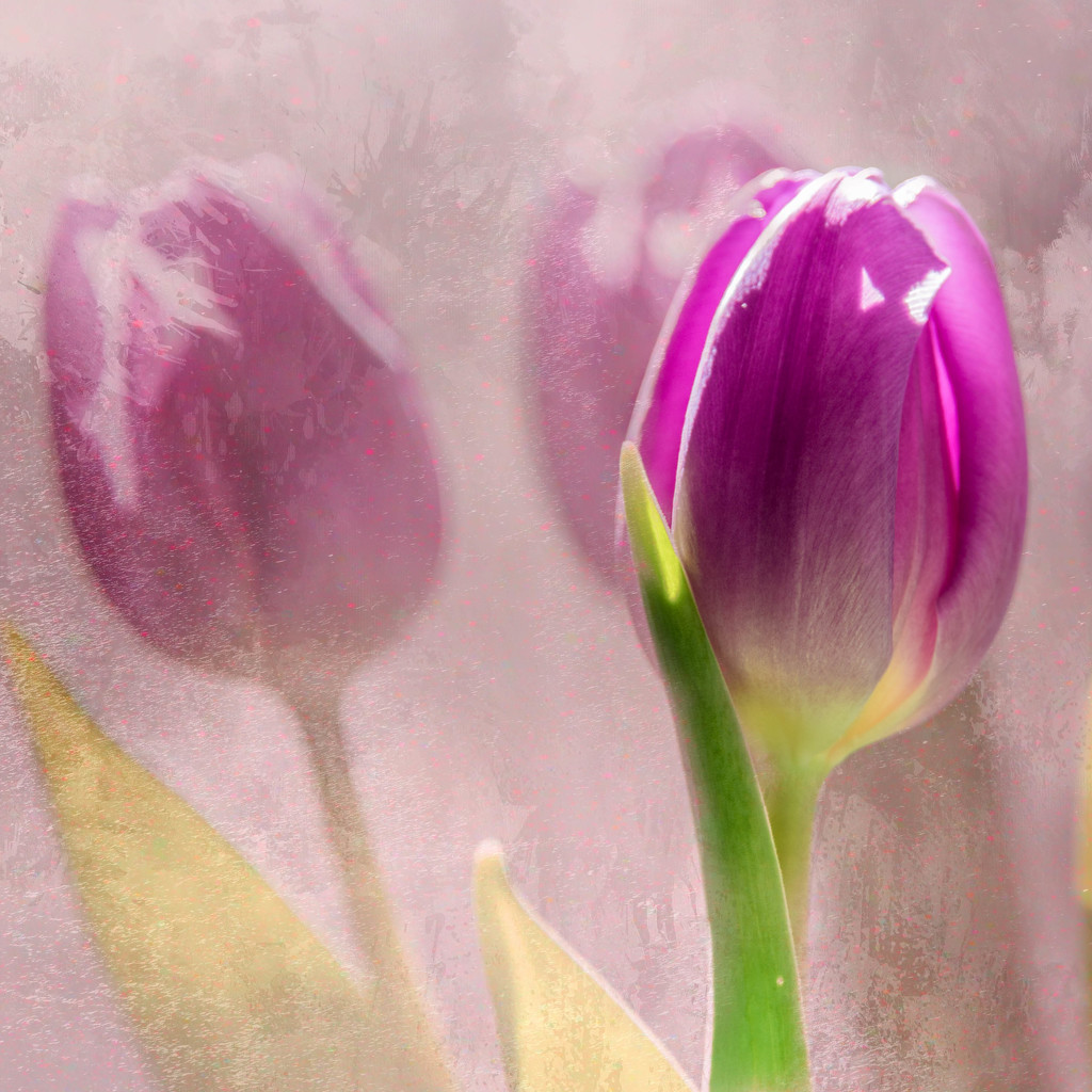 Tulips by taffy
