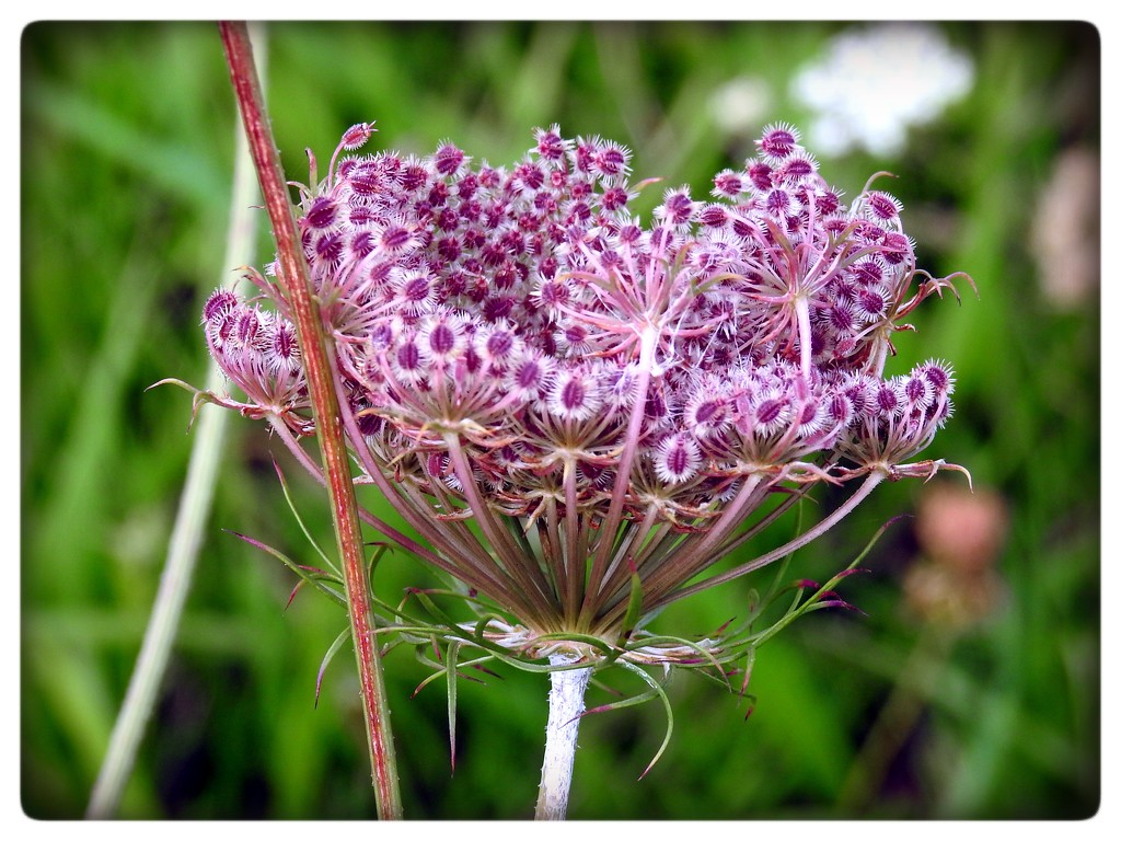 cow parsley seedhead by yorkshirekiwi