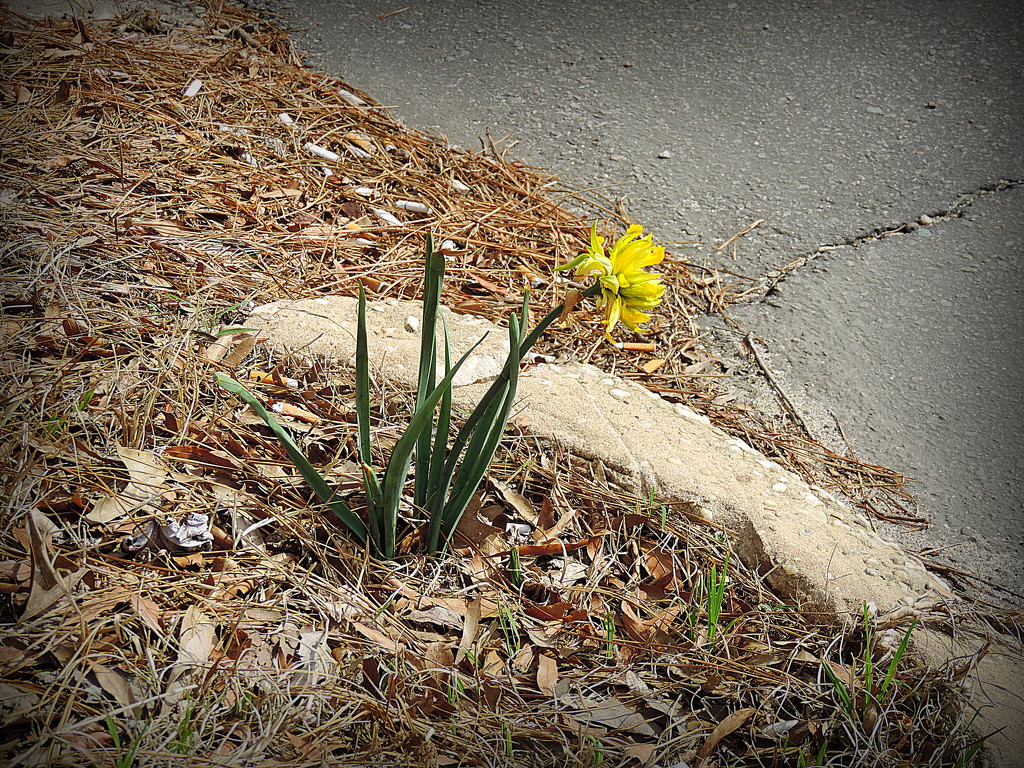Tattered Daffodil by homeschoolmom