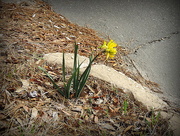 12th Mar 2016 - Tattered Daffodil