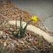 Tattered Daffodil by homeschoolmom
