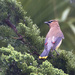 Friday Morning Rain and Cedar Waxwing Visit by elatedpixie