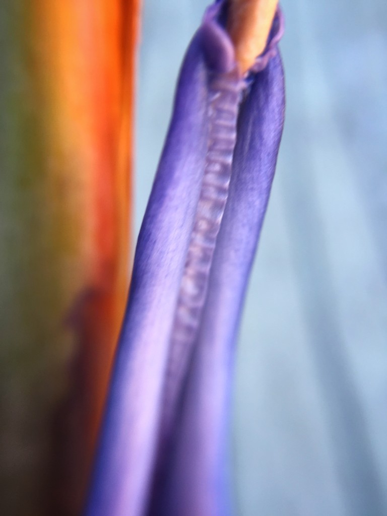 Abstract macro by susiangelgirl