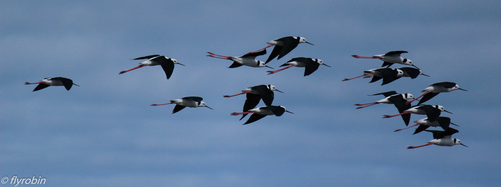 Black winged stilts in flight by flyrobin