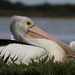 Disturbed pelican by flyrobin