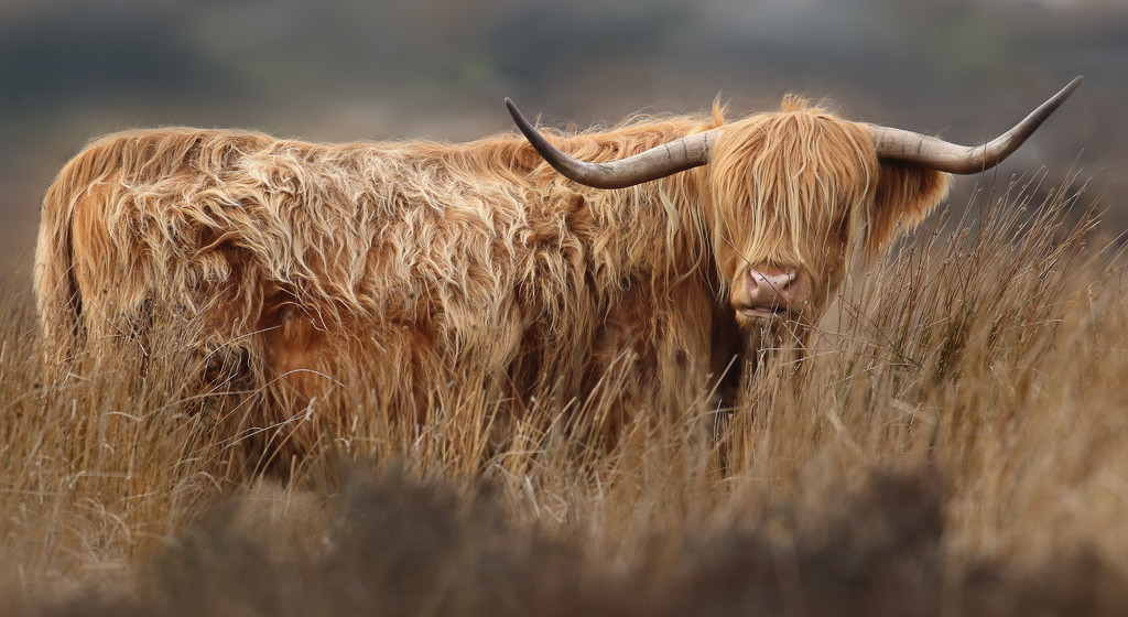 Highland Cattle by shepherdmanswife
