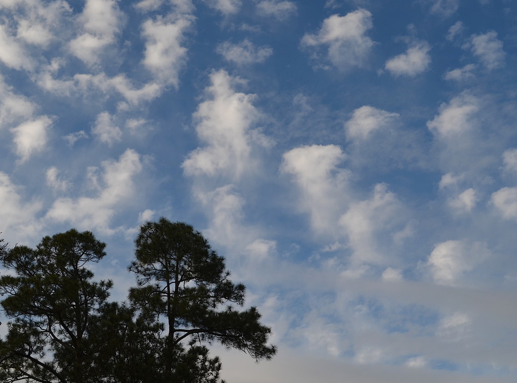 Clouds to daydream by as they drift overhead. by congaree