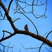 A little bird told me.  by swillinbillyflynn