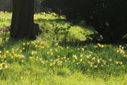 14th Mar 2016 - Daffodils in the sunshine