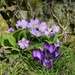 Purple in the garden by parisouailleurs