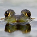 Frog Eyes (a better version) by kareenking