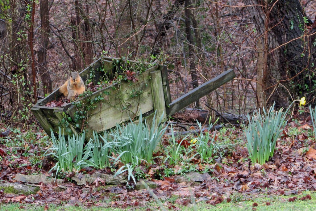 Buried treasure in the wheelbarrow by tunia