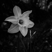 14th Mar 2016 - Daffodil