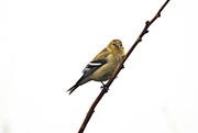 14th Mar 2016 - American Goldfinch  