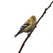 American Goldfinch   by farmreporter