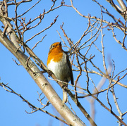 14th Mar 2016 - 14/03/16 Robin