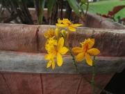 15th Mar 2016 - Yellow crucifix orchid 