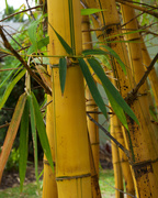 7th Mar 2016 - Yellow Bamboo