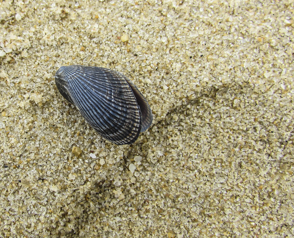 Solitary Shell by marylandgirl58