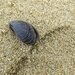 Solitary Shell by marylandgirl58