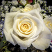 Roses in Bloom by marylandgirl58