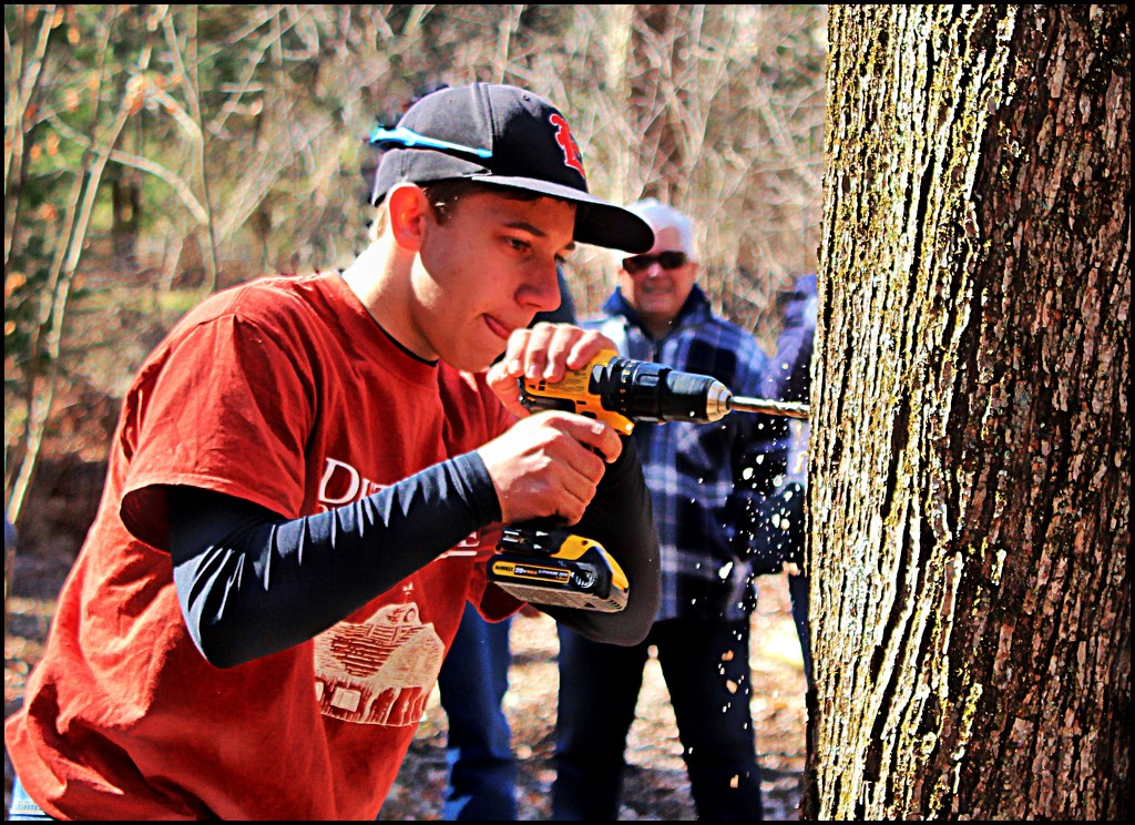 Tapping a Maple Tree by olivetreeann
