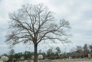 14th Mar 2016 - Oak tree in the cemetery